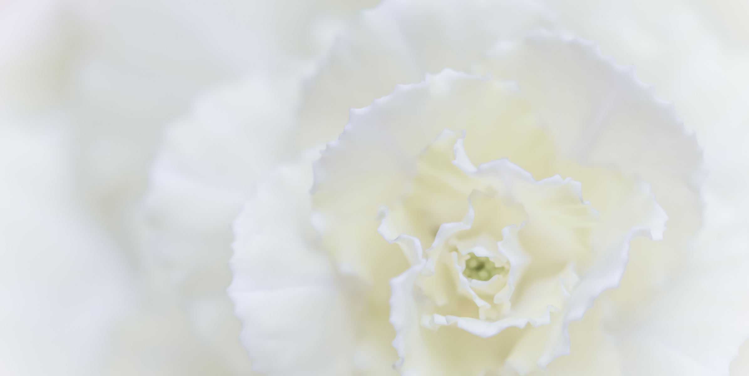 Soft Focus on White Carnation Flower